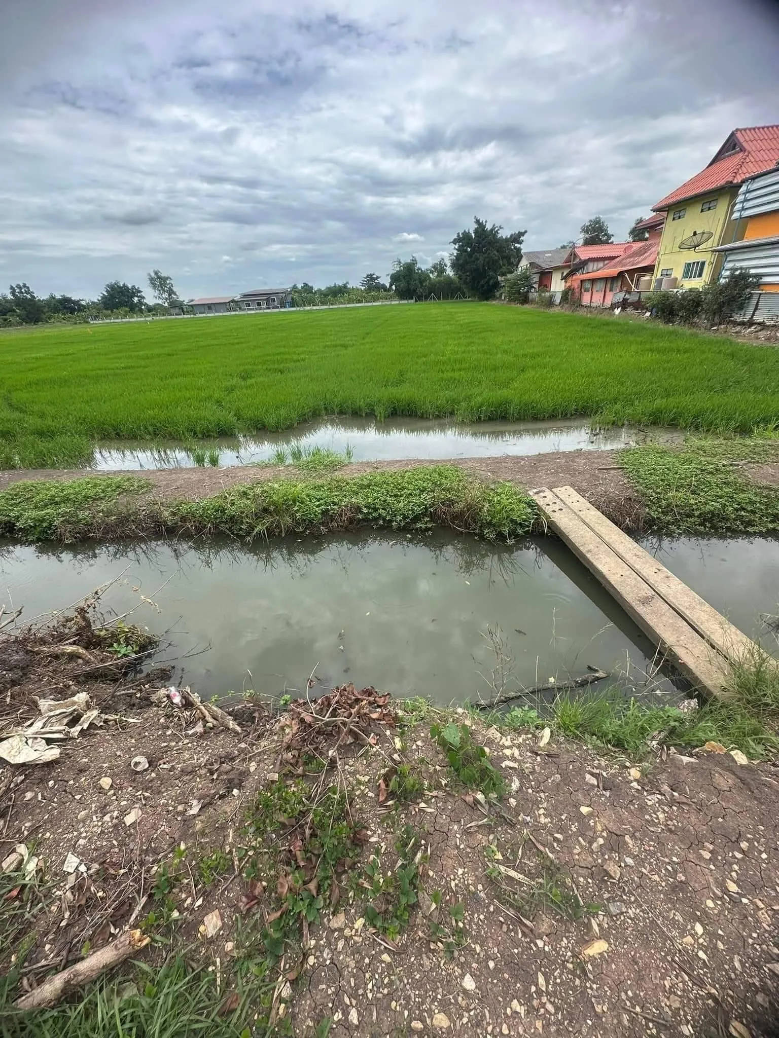 ขายที่ดินคลอง 5 ตะวันตก ปทุมธานี เนื้อที่ 4-2-12 ไร่ หน้ากว้างติดถนน 51 เมตร