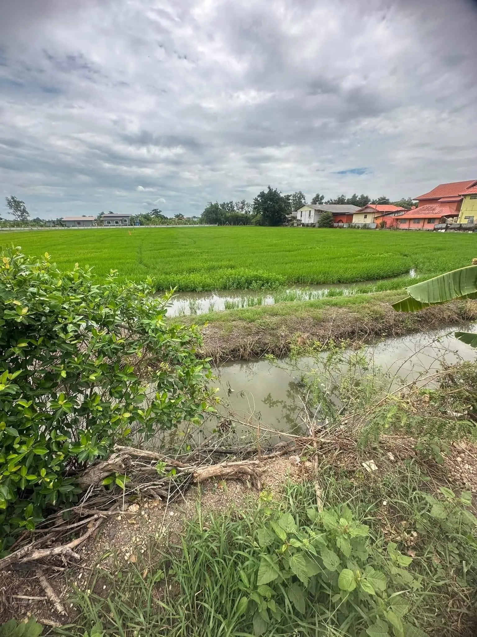 ขายที่ดินคลอง 5 ตะวันตก ปทุมธานี เนื้อที่ 4-2-12 ไร่ หน้ากว้างติดถนน 51 เมตร