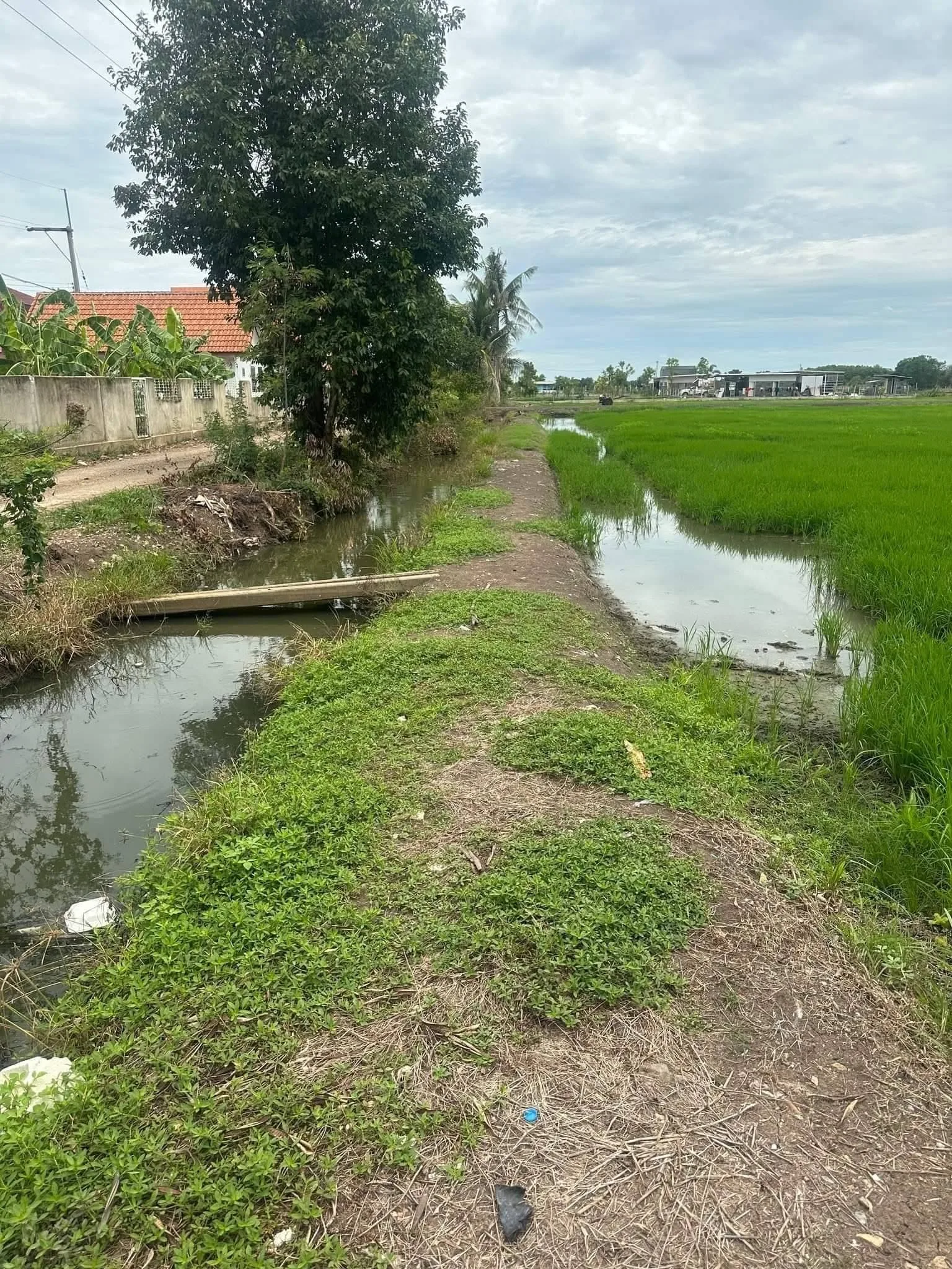 ขายที่ดินคลอง 5 ตะวันตก ปทุมธานี เนื้อที่ 4-2-12 ไร่ หน้ากว้างติดถนน 51 เมตร