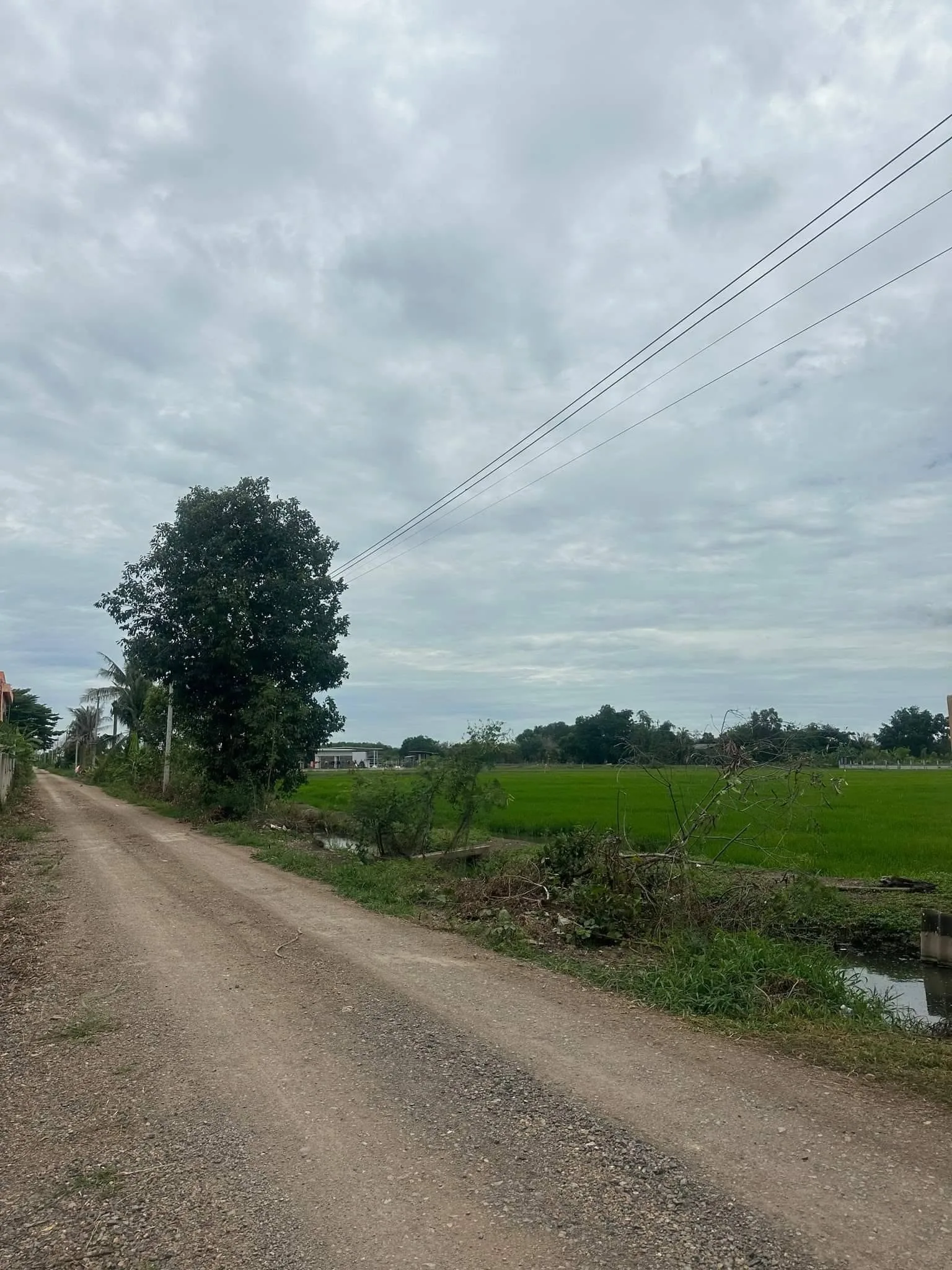 ขายที่ดินคลอง 5 ตะวันตก ปทุมธานี เนื้อที่ 4-2-12 ไร่ หน้ากว้างติดถนน 51 เมตร